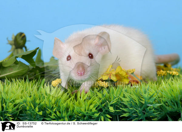 Dumboratte / SS-13752