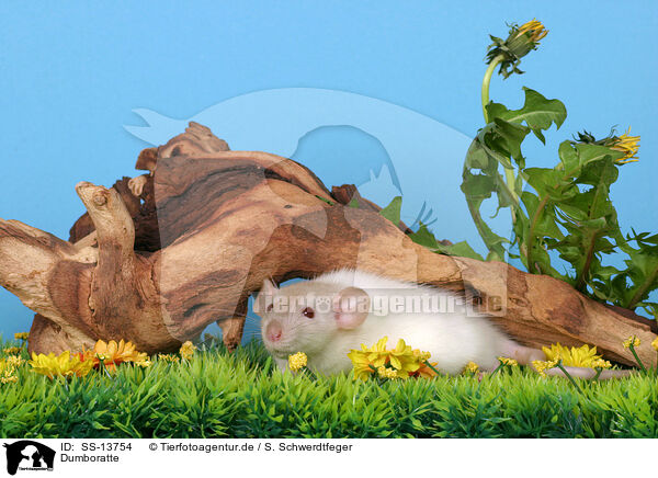 Dumboratte / rat / SS-13754