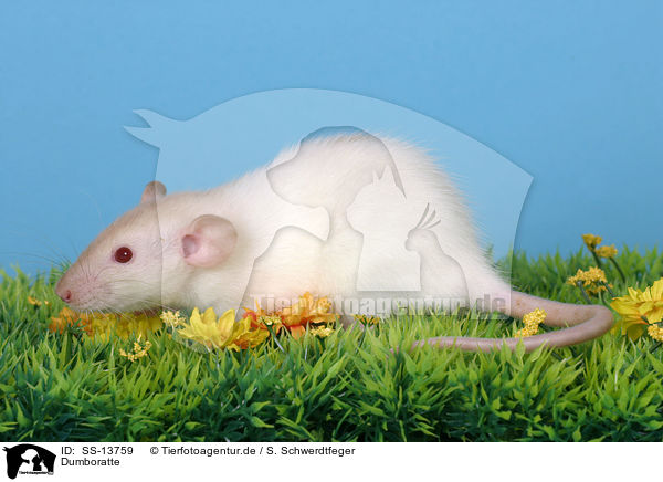 Dumboratte / rat / SS-13759