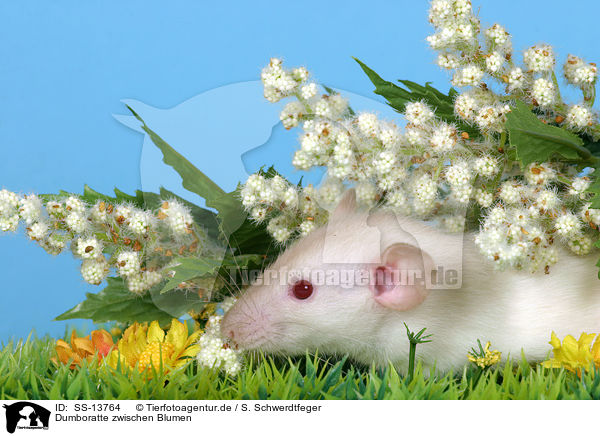 Dumboratte zwischen Blumen / rat between flowers / SS-13764