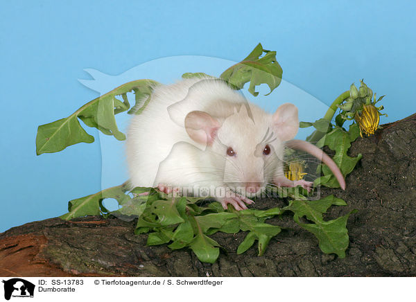 Dumboratte / rat / SS-13783