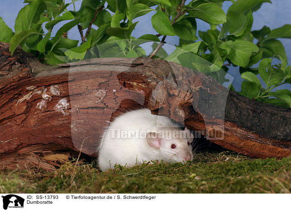 Dumboratte / rat / SS-13793