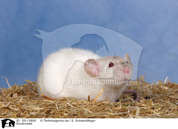 Dumboratte / rat / SS-13806