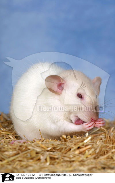 sich putzende Dumboratte / rat is cleaning itself / SS-13812