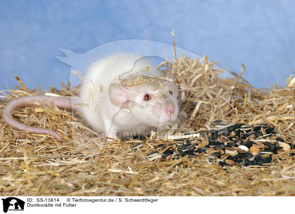Dumboratte mit Futter / rat with feed / SS-13814