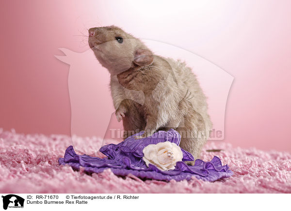 Dumbo Burmese Rex Ratte / dumbo rex rat / RR-71670