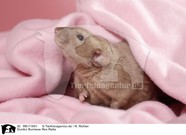 Dumbo Burmese Rex Ratte / dumbo rex rat / RR-71691
