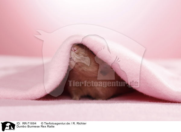 Dumbo Burmese Rex Ratte / dumbo rex rat / RR-71694
