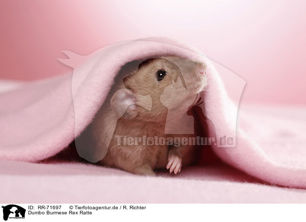 Dumbo Burmese Rex Ratte / RR-71697
