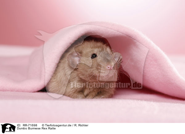 Dumbo Burmese Rex Ratte / dumbo rex rat / RR-71698