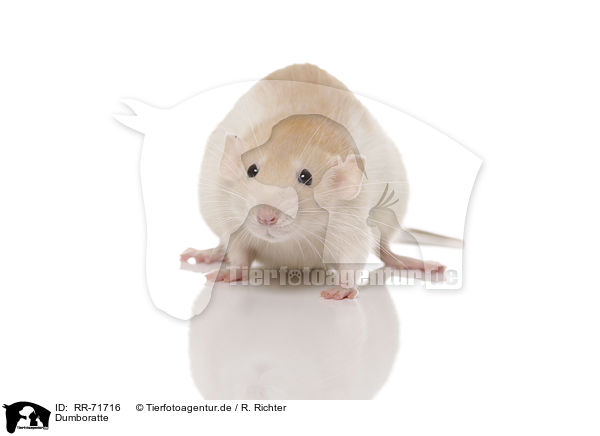 Dumboratte / dumbo rat / RR-71716