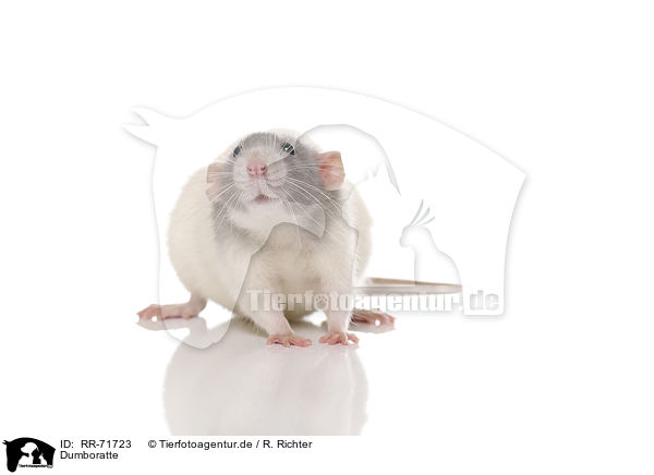 Dumboratte / dumbo rat / RR-71723
