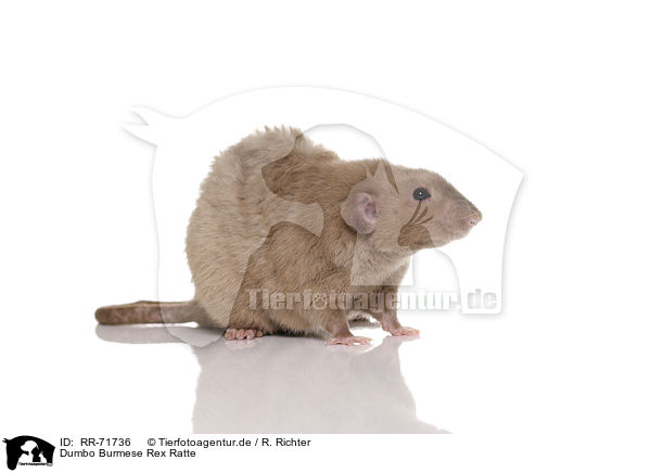 Dumbo Burmese Rex Ratte / RR-71736