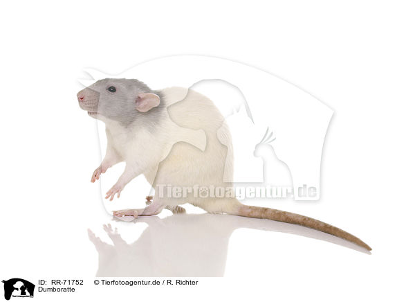 Dumboratte / RR-71752
