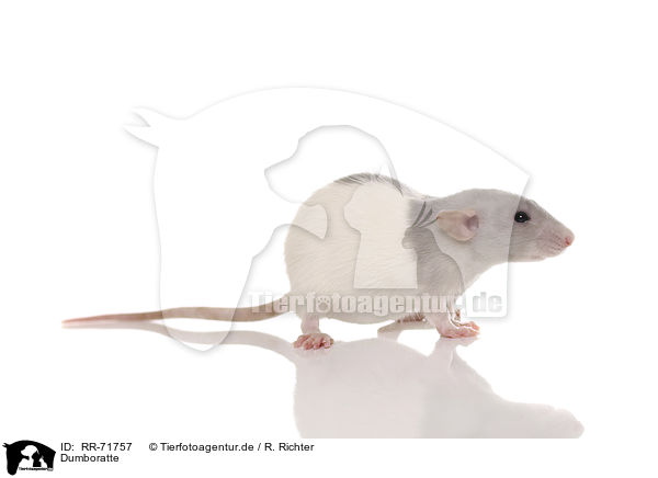 Dumboratte / dumbo rat / RR-71757