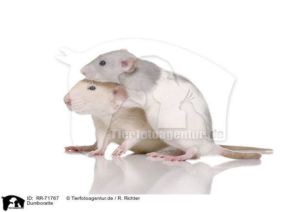 Dumboratte / dumbo rat / RR-71767
