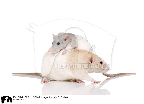 Dumboratte / dumbo rat / RR-71768