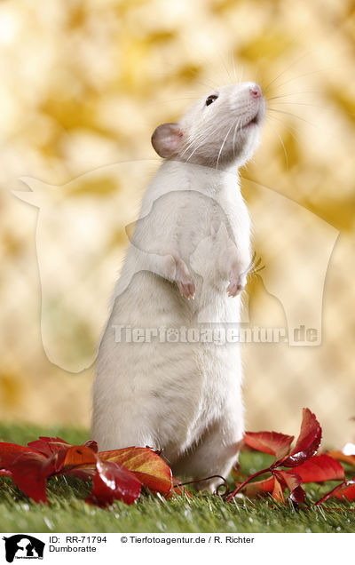 Dumboratte / dumbo rat / RR-71794