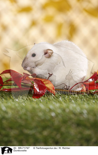 Dumboratte / dumbo rat / RR-71797