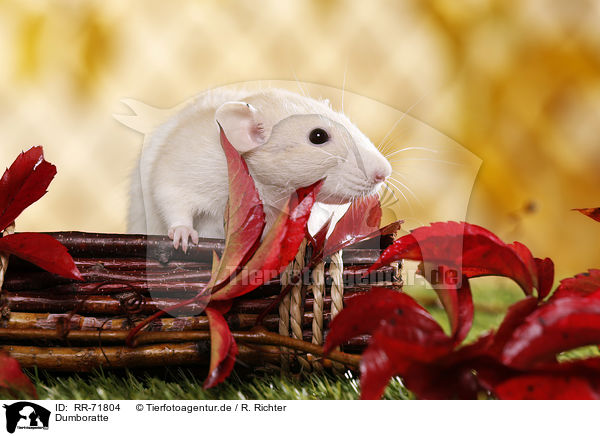 Dumboratte / RR-71804