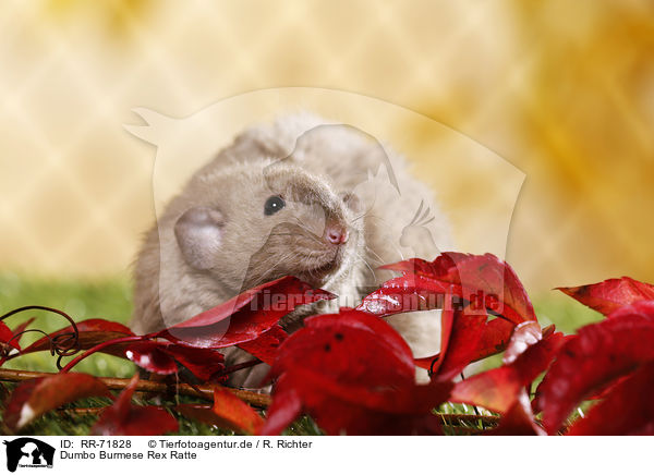 Dumbo Burmese Rex Ratte / RR-71828
