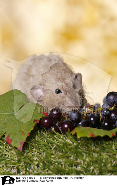 Dumbo Burmese Rex Ratte / dumbo rex rat / RR-71833