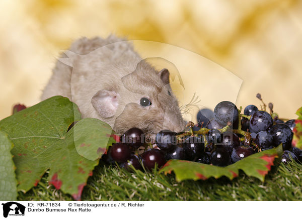 Dumbo Burmese Rex Ratte / dumbo rex rat / RR-71834