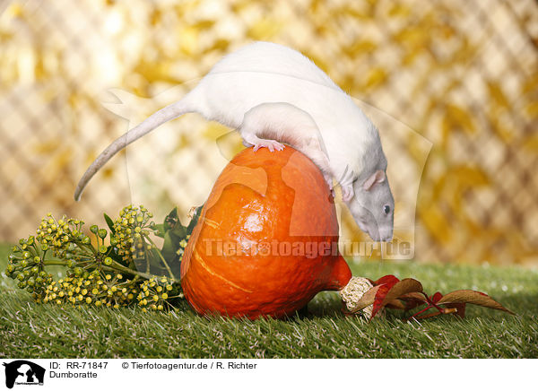 Dumboratte / dumbo rat / RR-71847