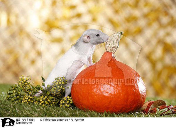 Dumboratte / RR-71851