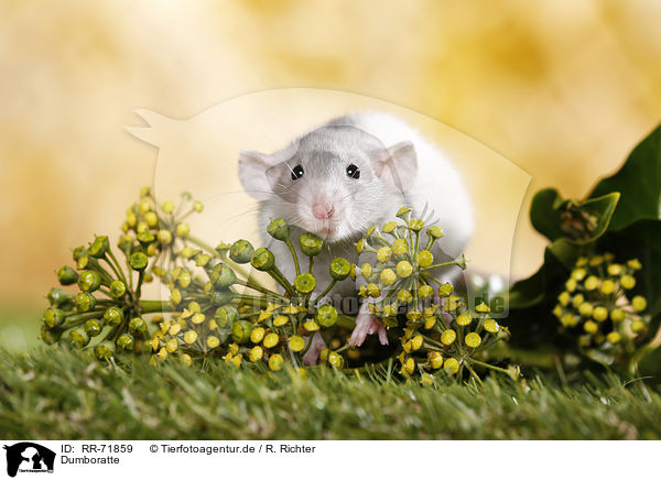 Dumboratte / dumbo rat / RR-71859