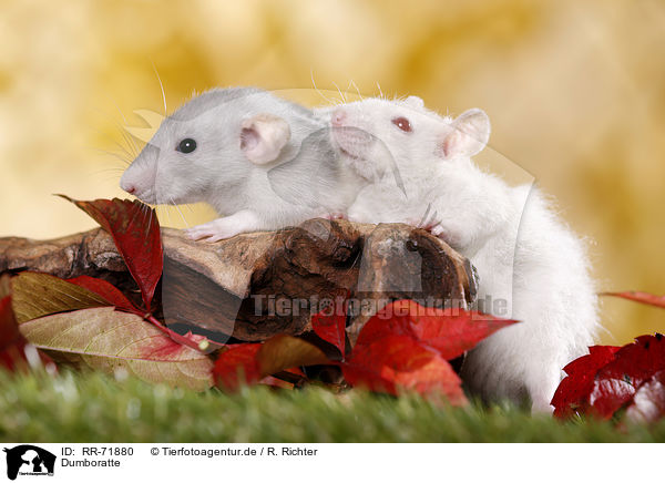 Dumboratte / RR-71880