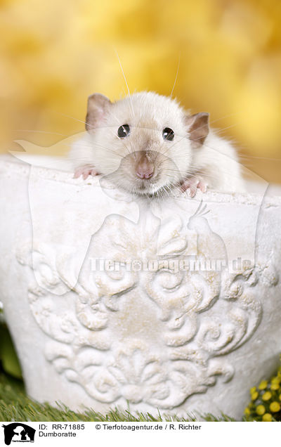 Dumboratte / dumbo rat / RR-71885