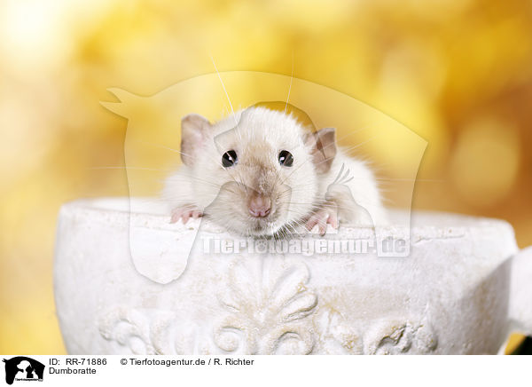 Dumboratte / dumbo rat / RR-71886