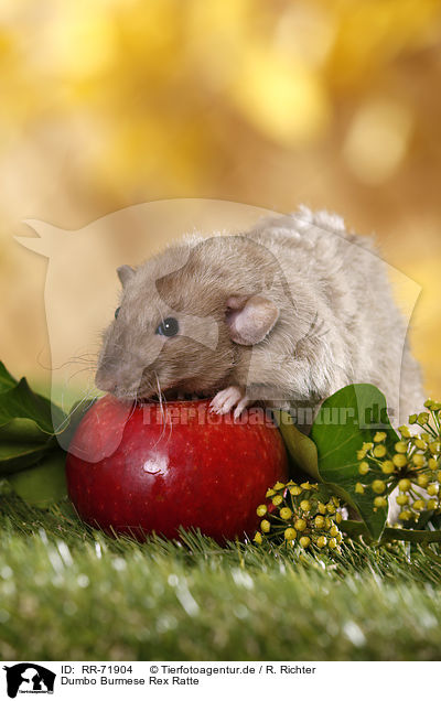 Dumbo Burmese Rex Ratte / dumbo rex rat / RR-71904