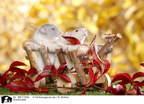 Dumboratte / dumbo rat / RR-71909