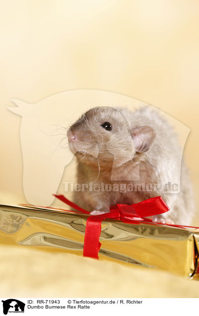 Dumbo Burmese Rex Ratte / dumbo rex rat / RR-71943