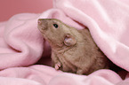 Dumbo Burmese Rex Ratte