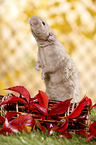 Dumbo Burmese Rex Ratte