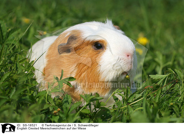 English Crested Meerschweinchen auf der Wiese / SS-18521