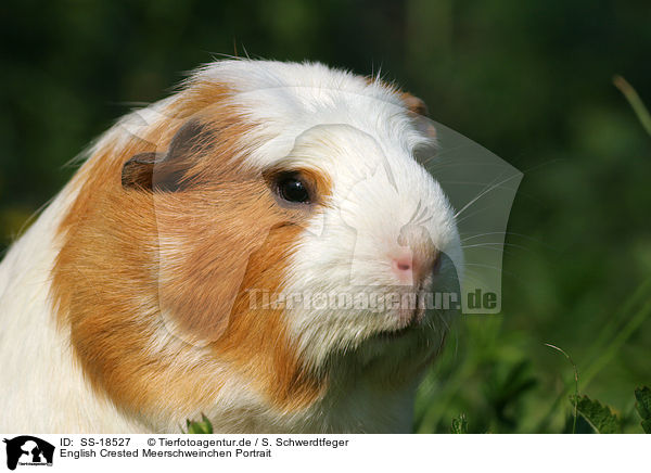 English Crested Meerschweinchen Portrait / English Crested Guinea Pig Portrait / SS-18527