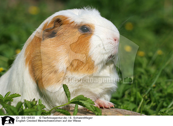 English Crested Meerschweinchen auf der Wiese / English Crested Guinea Pig in the meadow / SS-18530