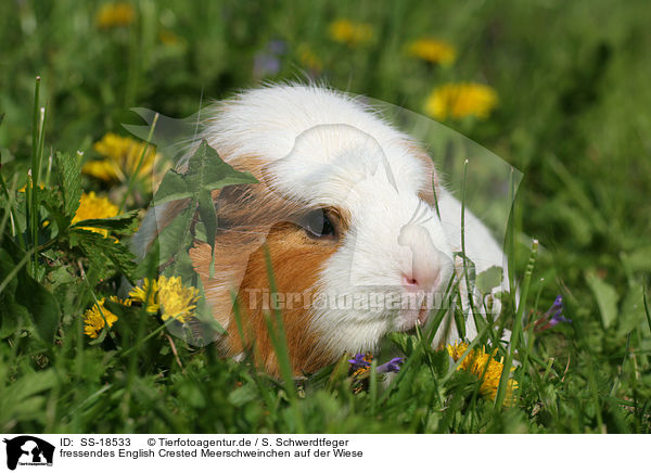 fressendes English Crested Meerschweinchen auf der Wiese / eating English Crested Guinea Pig in the meadow / SS-18533