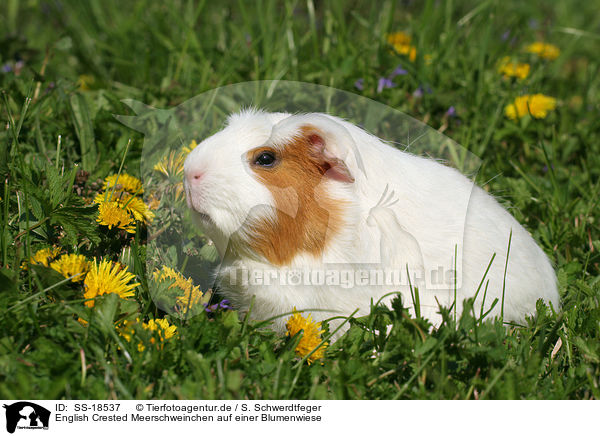 English Crested Meerschweinchen auf einer Blumenwiese / SS-18537