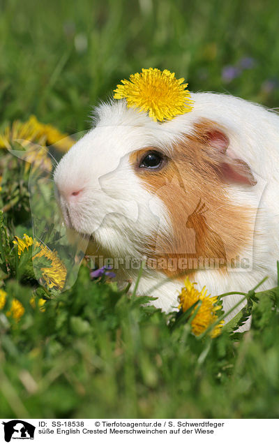 se English Crested Meerschweinchen auf der Wiese / cute English Crested Guinea Pig in the meadow / SS-18538