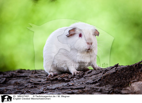 English Crested Meerschweinchen / English Crested guinea pig / MW-07461