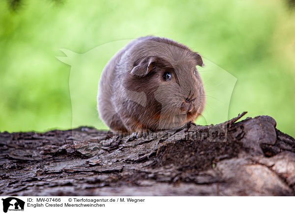 English Crested Meerschweinchen / English Crested guinea pig / MW-07466