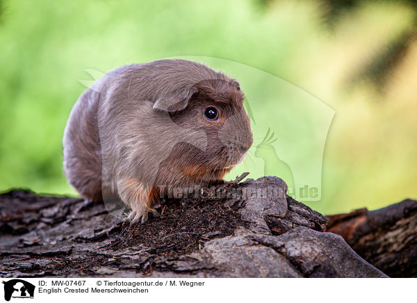 English Crested Meerschweinchen / English Crested guinea pig / MW-07467
