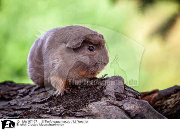 English Crested Meerschweinchen / MW-07467