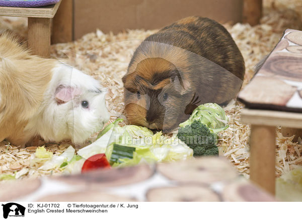 English Crested Meerschweinchen / English Crested guinea pig / KJ-01702