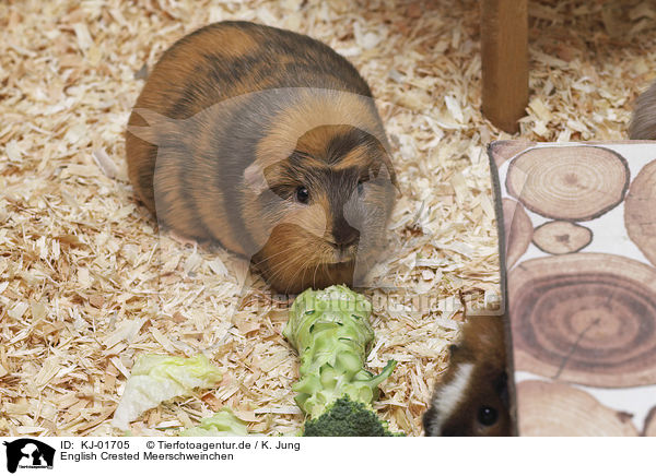 English Crested Meerschweinchen / KJ-01705